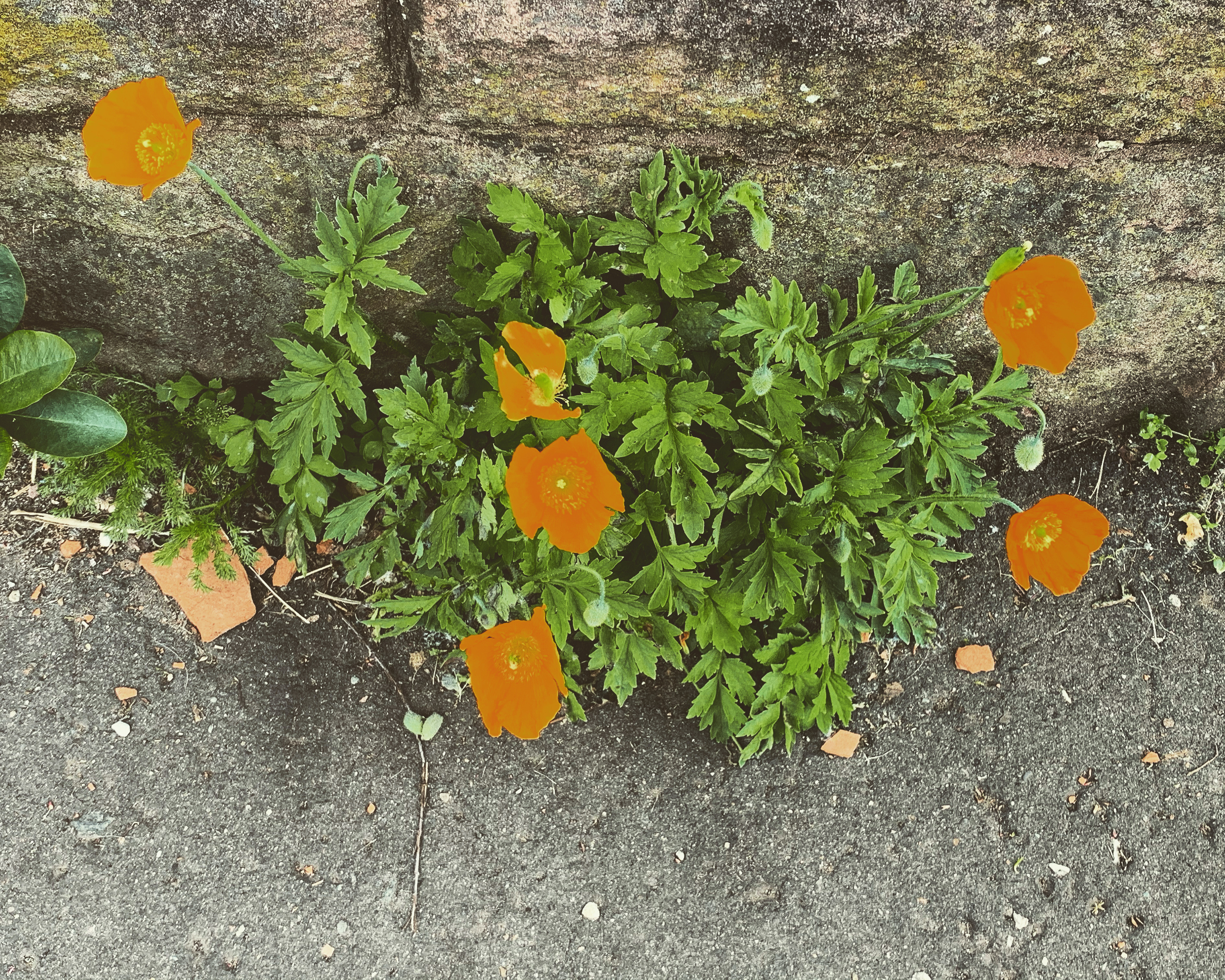 Make a Space for Me: Flowers against wall